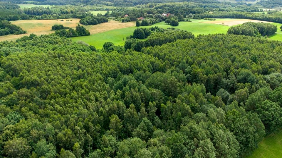 Działka siedliskowa Nowe Mieczysławy