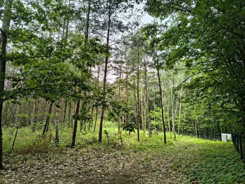 Działka przy lesie