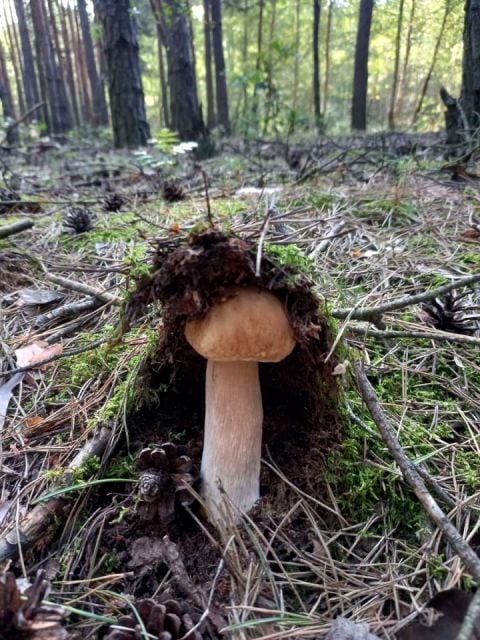 Działka rekreacyjna Grubsko