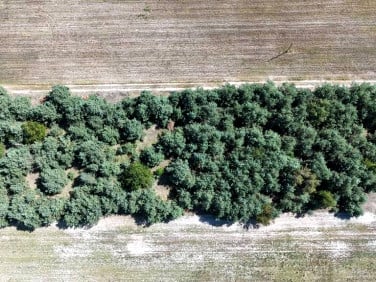 Działka Biała Panieńska