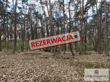 Działka leśna Borzęcin sprzedam