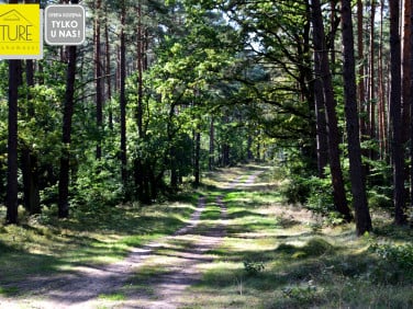 Działka Wycinki