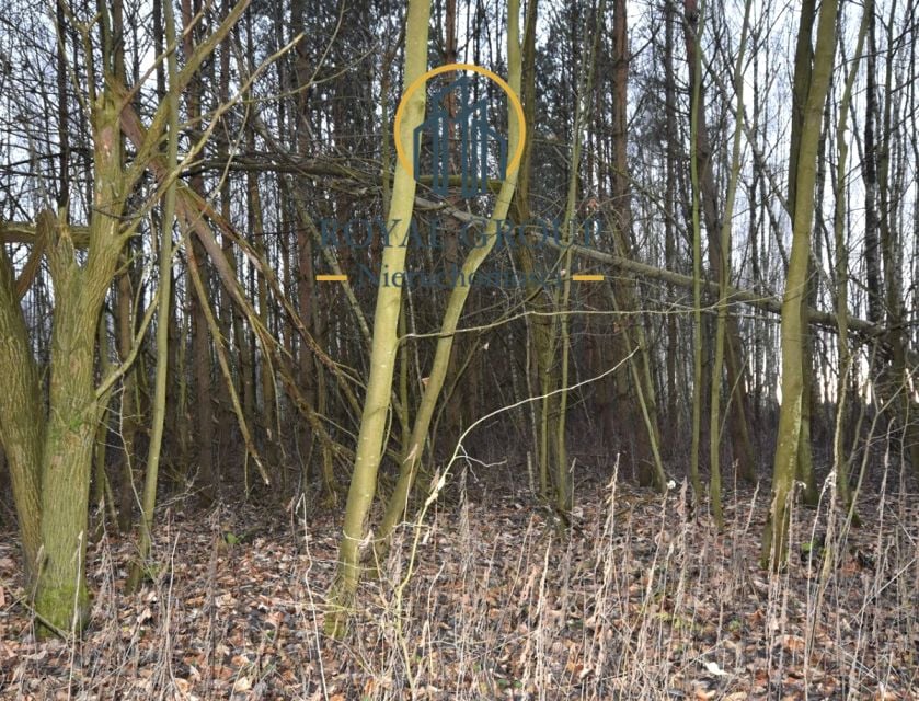 Działka leśna Jawidz