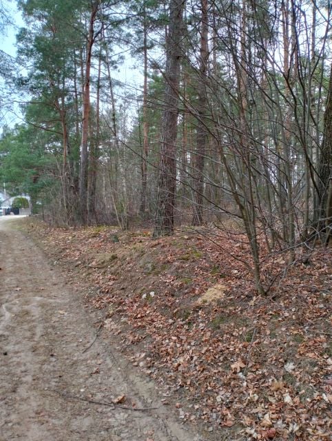Działka leśna Hermanówka