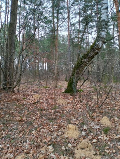 Działka leśna Hermanówka sprzedam