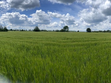 Działka siedliskowa Mnichowice