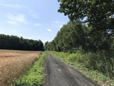 Działka leśna Zawalów