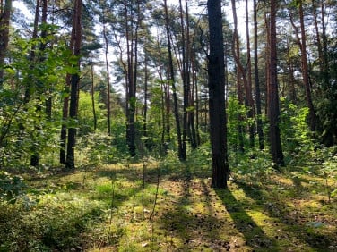 Działka Magdalenka
