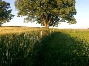 Działka siedliskowa Chwarstno