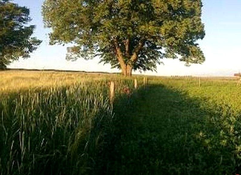 Działka siedliskowa Chwarstno