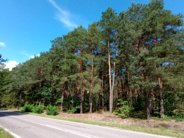 Działka leśna Miąse