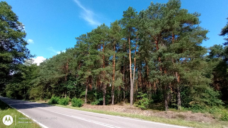 Działka leśna Miąse