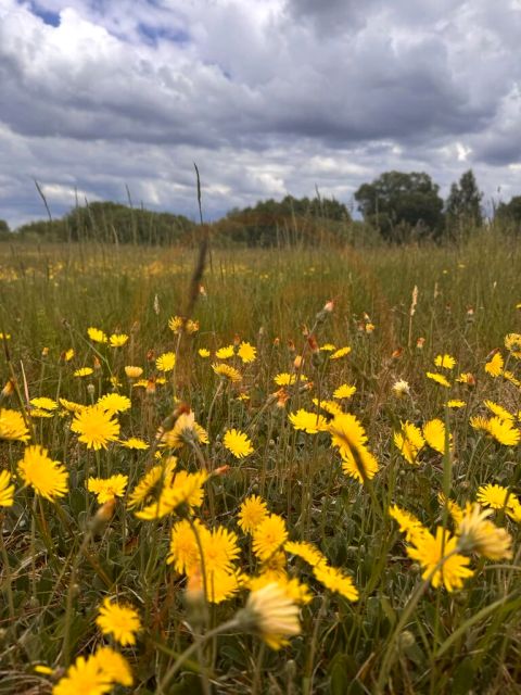 Działka budowlano-rolna Regiel