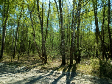 Działka budowlana Grabina