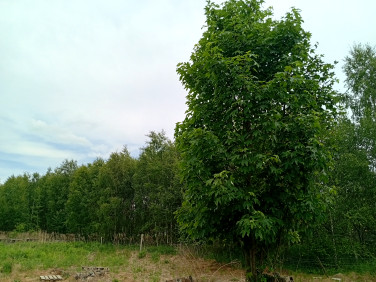 Działka Ludwinów