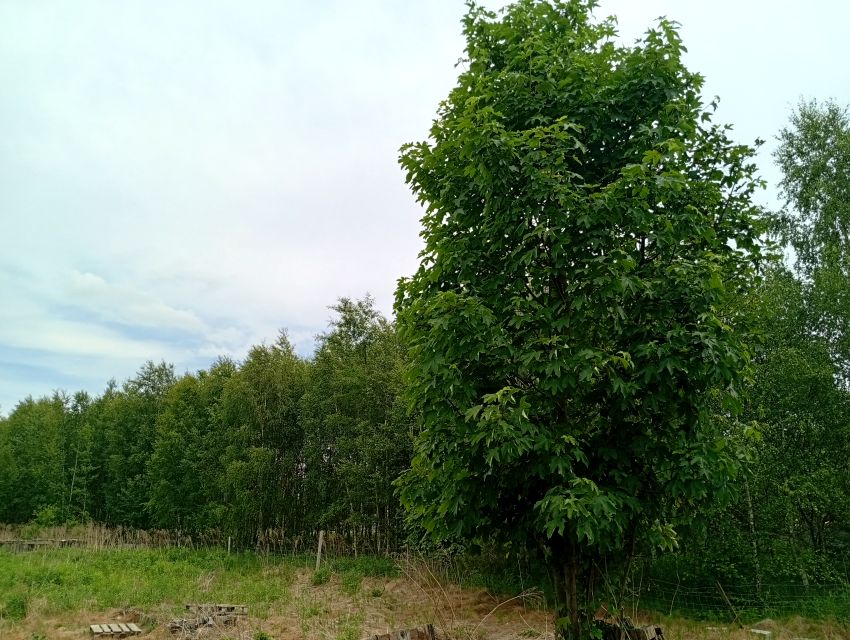 Działka Ludwinów