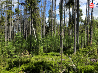 Działka leśna Zakopane
