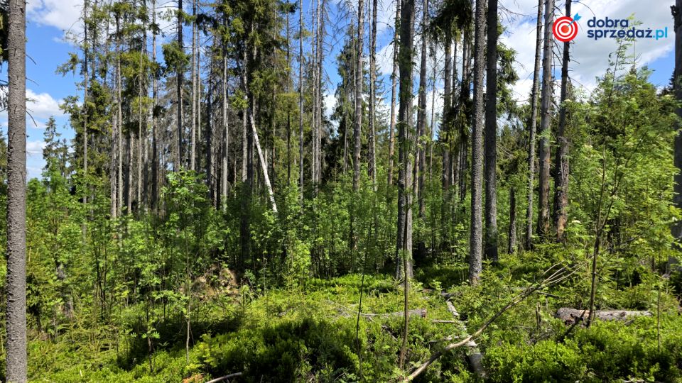 Działka leśna Zakopane