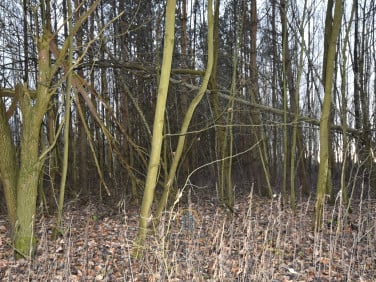 Działka leśna Jawidz