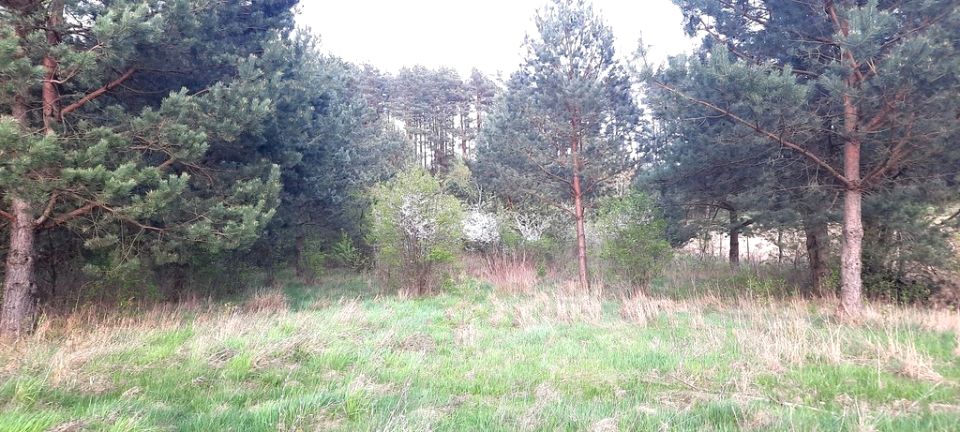 Działka budowlana Studzianki