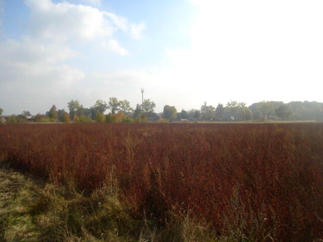 Działka rolna Borowa