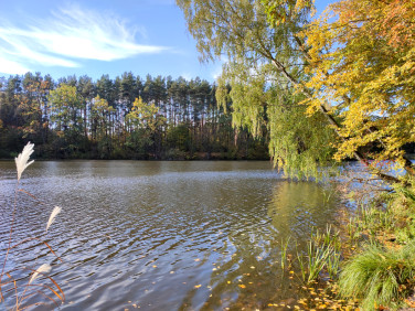 Działka Bieniewiec