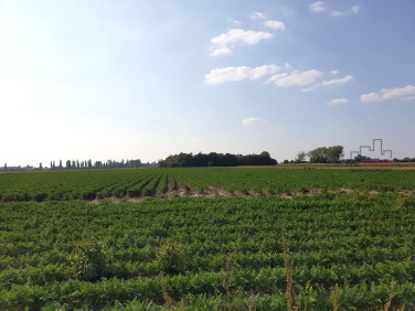 Działka Żuków