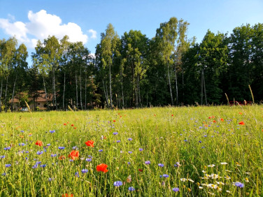 Działka Adamów-Parcel