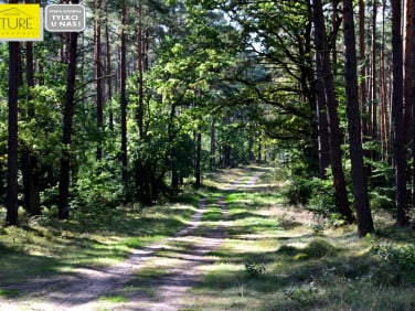 Działka Wycinki