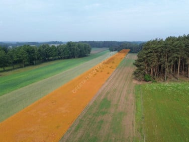Działka Kępina