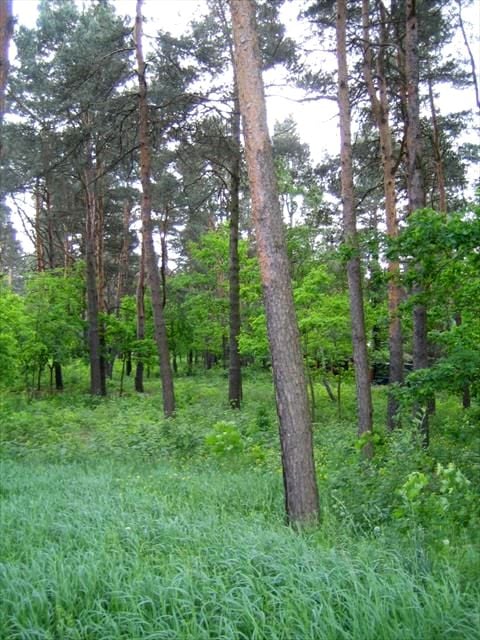 Działka budowlana Warszawa