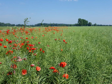 Działka budowlana Trzebiatów