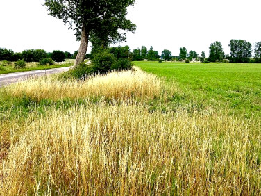 Działka budowlano-rolna Trzebieszewo
