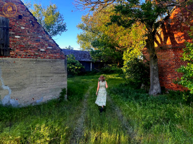 Dom Bachorce