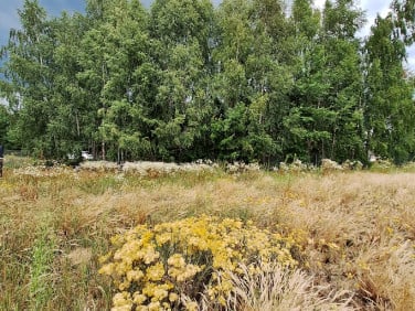 Działka Ludwików