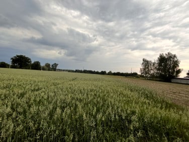 Działka inna Kuźnica Zbąska