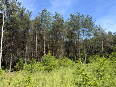 Działka budowlana Niesułków-Kolonia