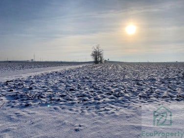 Działka inwestycyjna Gołuski