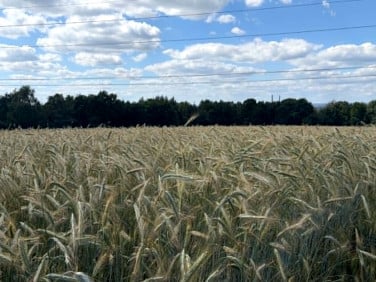 Działka rolna Radziszów