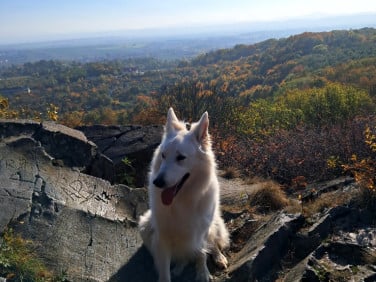 Mieszkanie Świdnica Polska