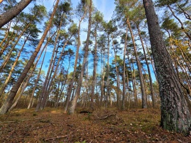 Działka DZIWNÓW