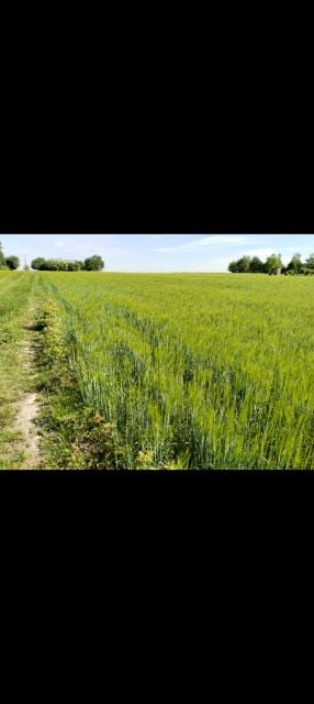 Działka rolna sprzedam