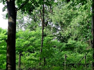 Działka usługowa Stefanówka