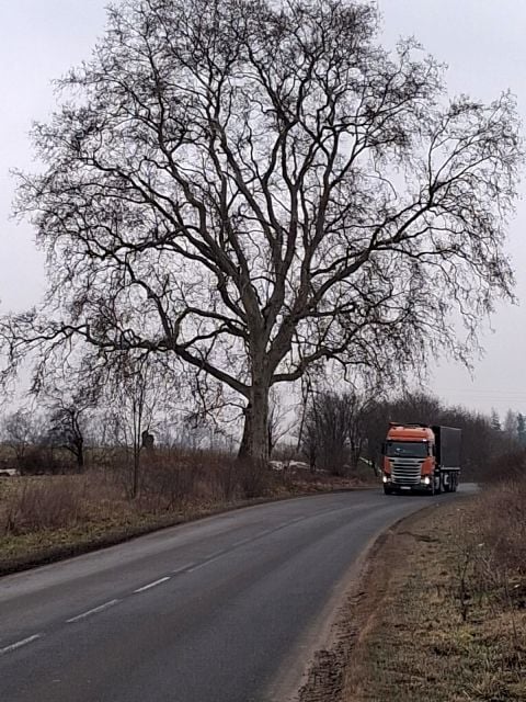 Działka siedliskowa Skarszyn