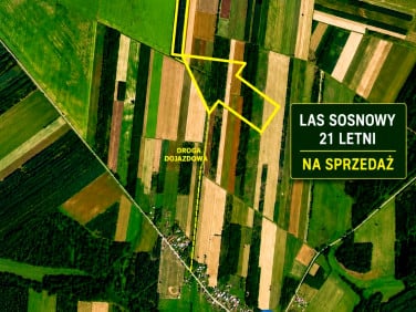 Działka leśna Tymianka