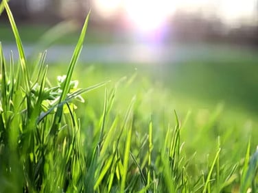 Działka budowlana Sokolniki sprzedam