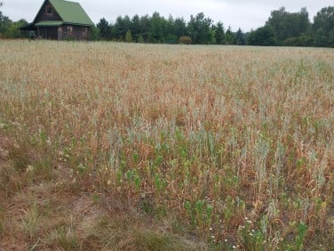 Działka budowlana Krasne