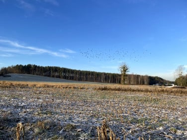 Działka budowlana Bojano