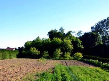 Działka budowlana Dębno