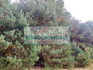 Działka Radziejowice